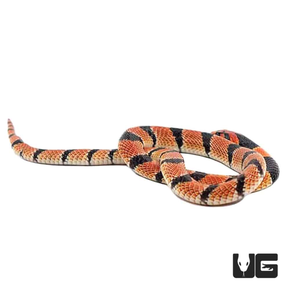 Baby Cape Coral Cobras For Sale - Underground Reptiles