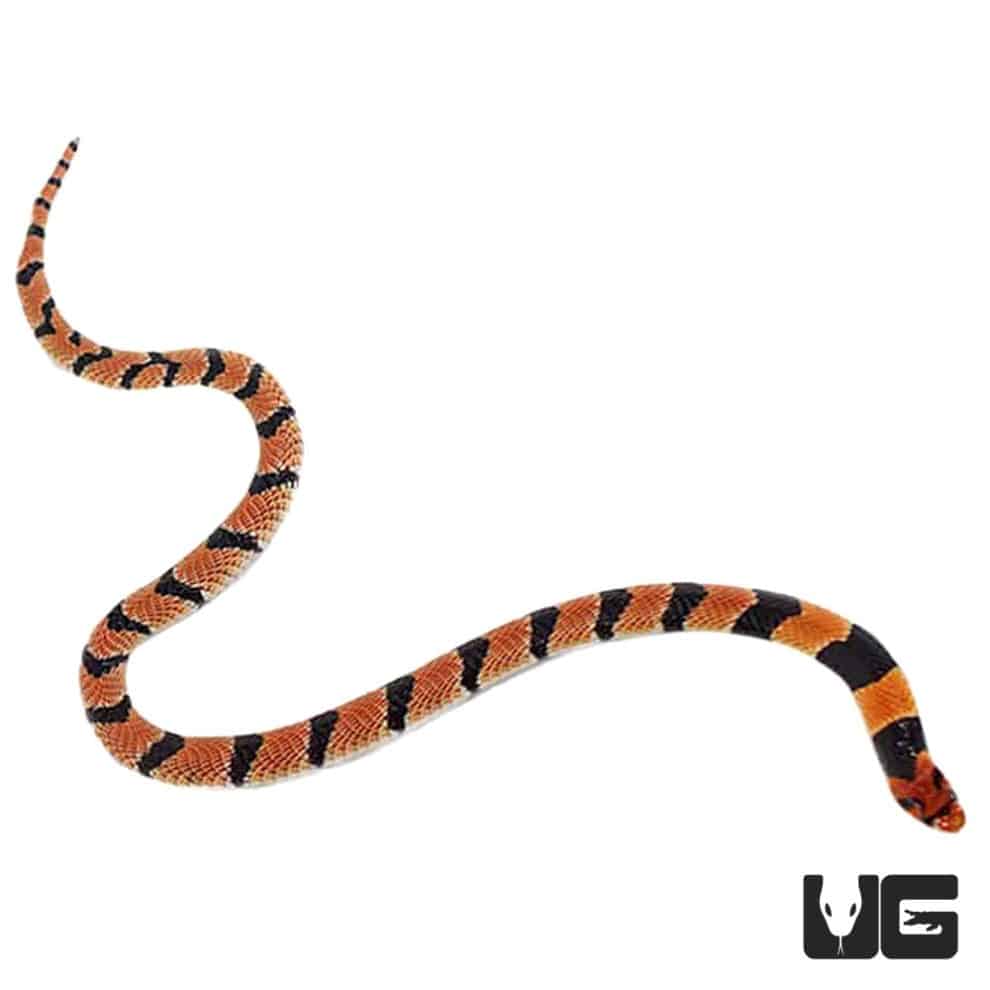 Baby Cape Coral Cobras For Sale Underground Reptiles