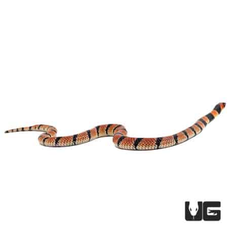 Baby Cape Coral Cobras For Sale - Underground Reptiles
