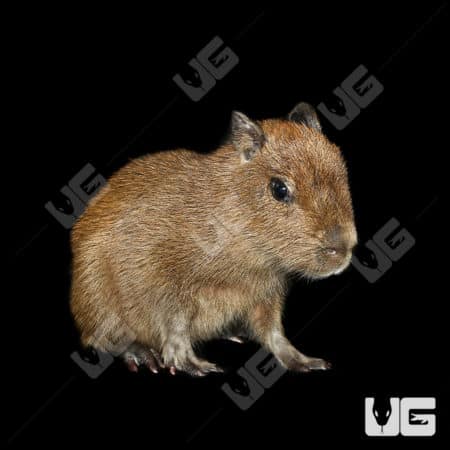 Baby Capybaras (Hydrochoerus hydrochaeris)