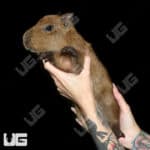 Baby Capybaras (Hydrochoerus hydrochaeris)