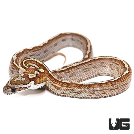 Baby Caramel Motley Cornsnakes For Sale - Underground Reptiles