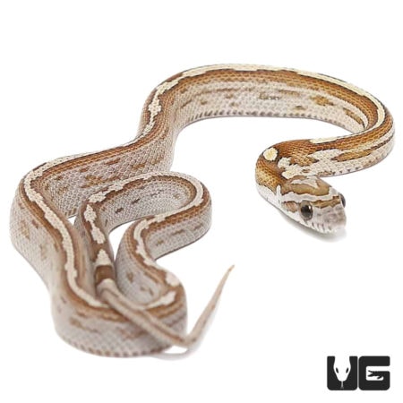 Baby Caramel Motley Cornsnakes For Sale - Underground Reptiles