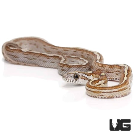 Baby Caramel Motley Cornsnakes For Sale - Underground Reptiles