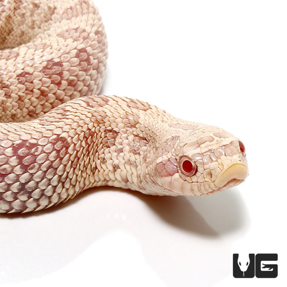 Baby Caramel Snow Western Hognose Snake - Underground Reptiles