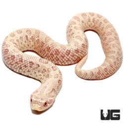 Baby Caramel Snow Western Hognose Snakes For Sale - Underground Reptiles