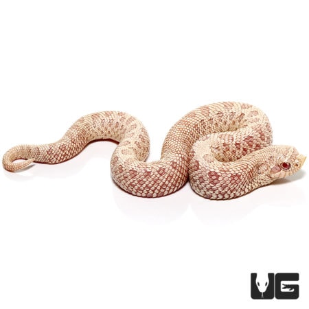 Baby Caramel Snow Western Hognose Snakes For Sale - Underground Reptiles