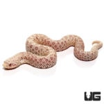 Baby Caramel Snow Western Hognose Snakes For Sale - Underground Reptiles