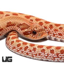 Baby Caramel Western Hognose Snakes For Sale - Underground Reptiles