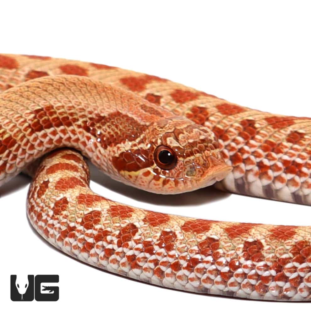 Baby Caramel Western Hognose Snake - Underground Reptiles