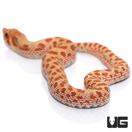 Baby Caramel Western Hognose Snakes For Sale - Underground Reptiles