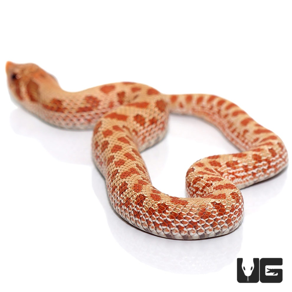 Baby Caramel Western Hognose Snake - Underground Reptiles