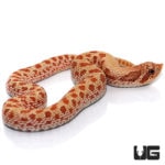 Baby Caramel Western Hognose Snakes For Sale - Underground Reptiles