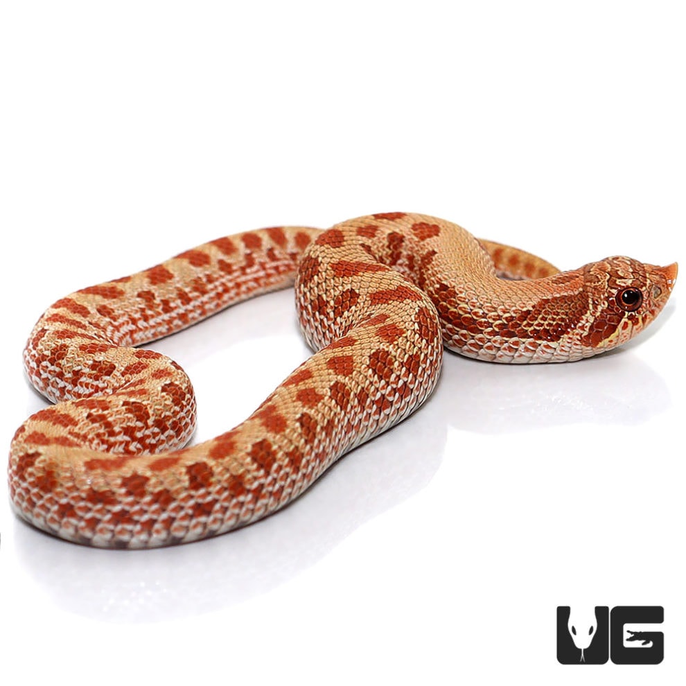 Baby Caramel Western Hognose Snake - Underground Reptiles