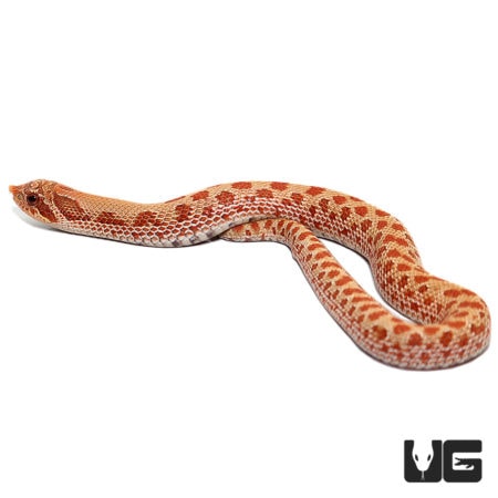 Baby Caramel Western Hognose Snakes For Sale - Underground Reptiles
