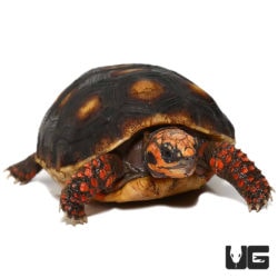 Baby Cherryhead Redfoot Tortoises For Sale - Underground Reptiles