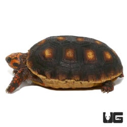 Baby Cherryhead Redfoot Tortoises For Sale - Underground Reptiles