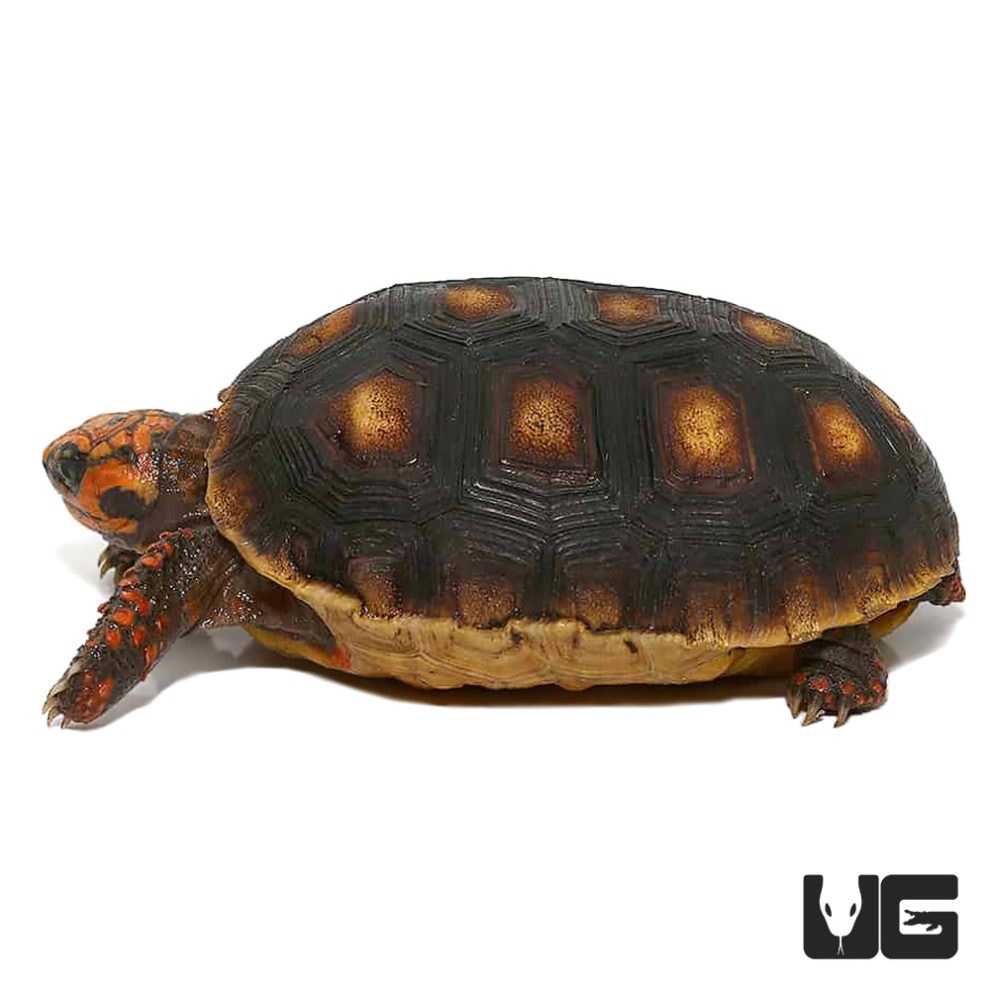 Tortoises For Sale - Underground Reptiles