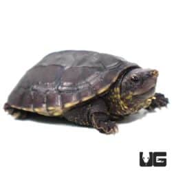Baby Chiapas Giant Musk Turtles (Staurotypus salvinii) For Sale - Underground Reptiles