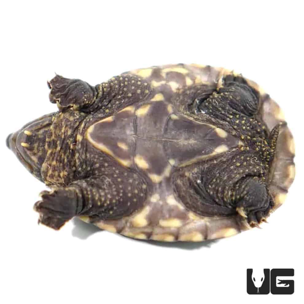 Baby Chiapas Giant Musk Turtles For Sale - Underground Reptiles