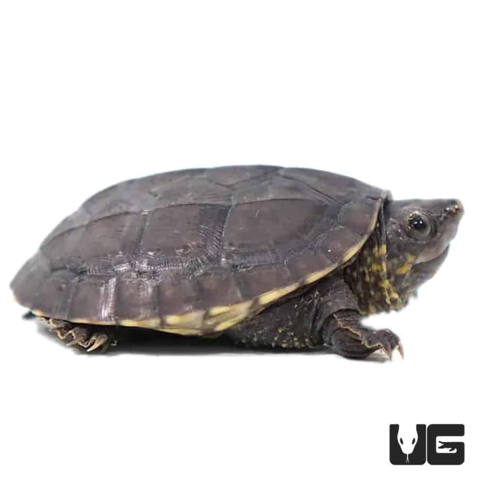 Baby Chiapas Giant Musk Turtles For Sale - Underground Reptiles