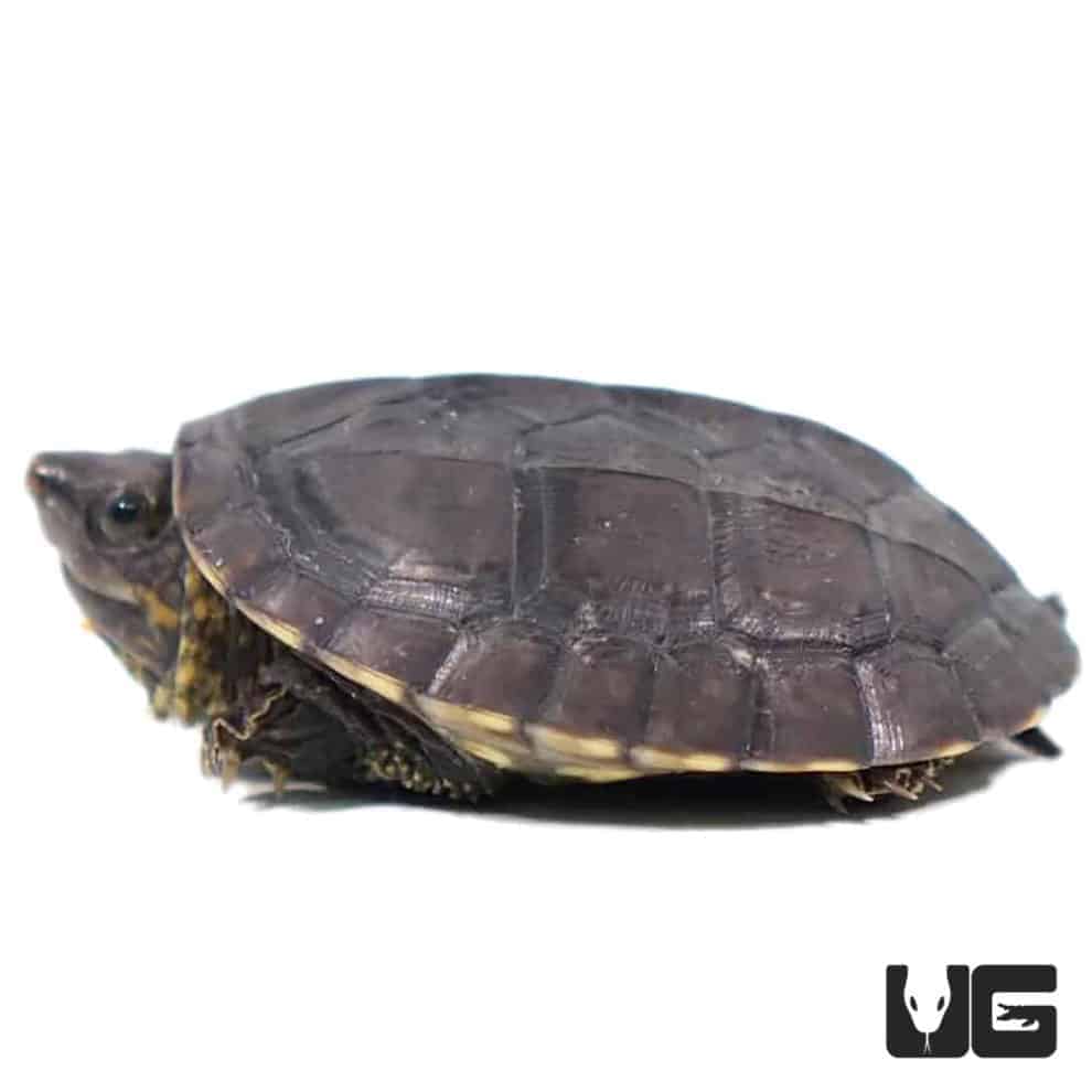 Baby Chiapas Giant Musk Turtles For Sale - Underground Reptiles