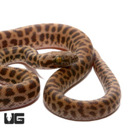 Baby Childrens Pythons For Sale - Underground Reptiles