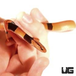 Chinese Bamboo Ratsnakes For Sale - Underground Reptiles