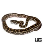 Baby Coastal Carpet Python For Sale - Underground Reptiles