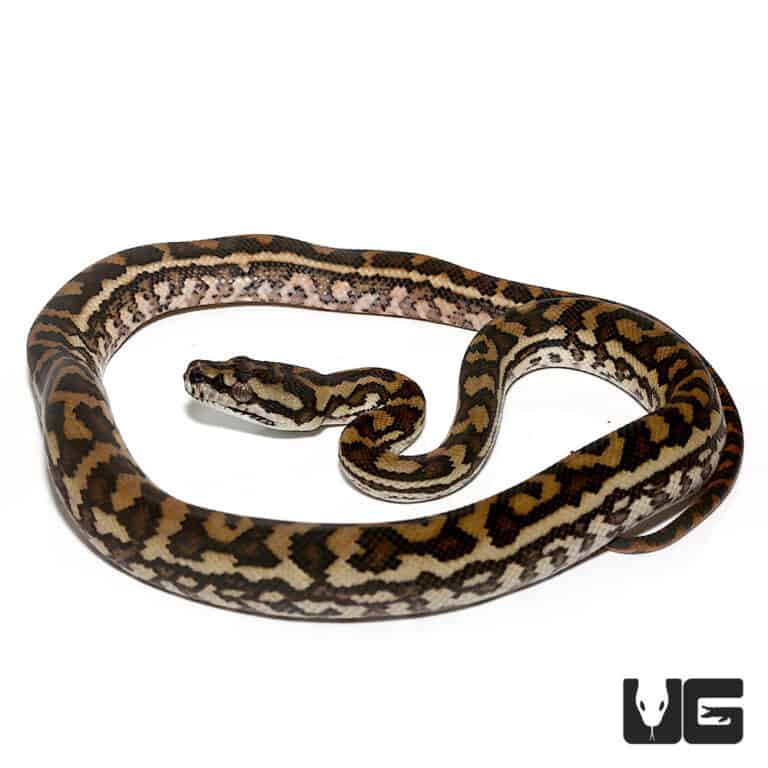 Baby Coastal Carpet Python - Underground Reptiles