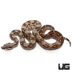 Baby Colombian X Central American Redtail Boas For Sale - Underground Reptiles