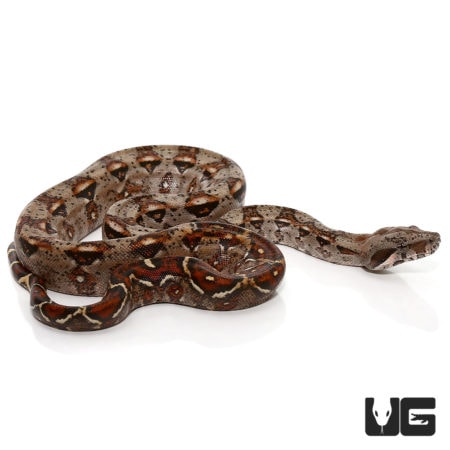 Baby Colombian X Central American Redtail Boas For Sale - Underground Reptiles