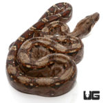 Baby Colombian X Central American Redtail Boas For Sale - Underground Reptiles