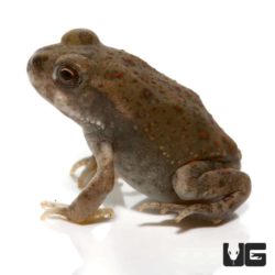 Baby Colorado River Toads For Sale - Underground Reptiles