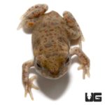 Baby Colorado River Toads For Sale - Underground Reptiles