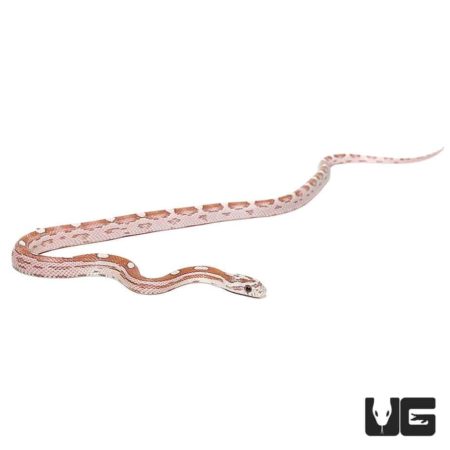 Baby Cornsnakes Het Palmetto For Sale - Underground Reptiles