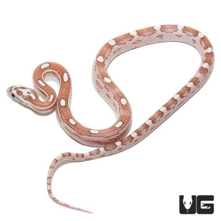 Baby Cornsnakes Het Palmetto For Sale - Underground Reptiles