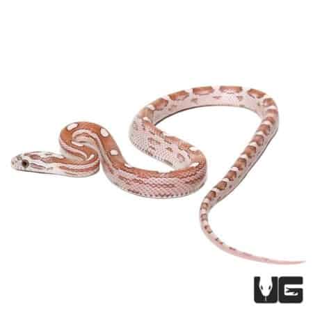 Baby Cornsnakes Het Palmetto For Sale - Underground Reptiles