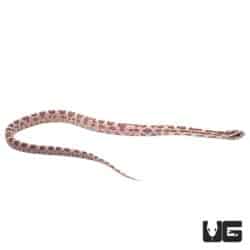Baby Coral Ghost Stripe Cornsnakes For Sale - Underground Reptiles