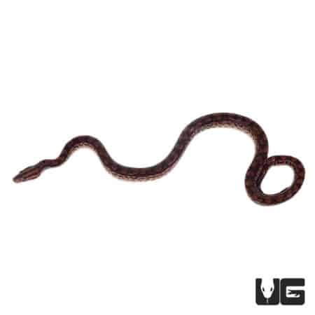 Baby Costa Rican Rainbow Boas (Epicrates cenchria) For Sale - Underground Reptiles