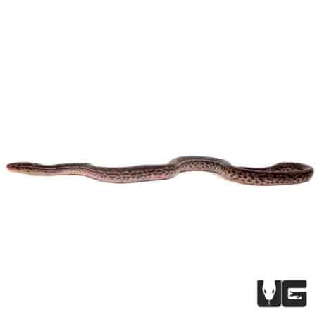 Baby Costa Rican Rainbow Boas (Epicrates cenchria) For Sale - Underground Reptiles