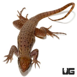 Baby Curly Tail Lizards For Sale - Underground Reptiles