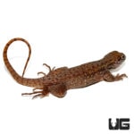Baby Curly Tail Lizards For Sale - Underground Reptiles