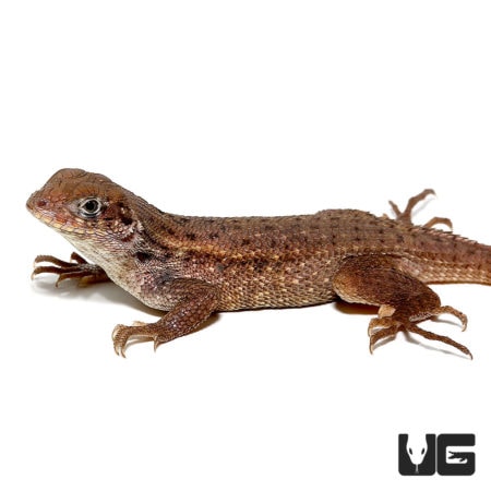Baby Curly Tail Lizards For Sale - Underground Reptiles