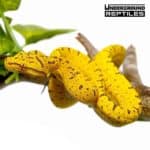 Baby Cyclops Green Tree Python For Sale - Underground Reptiles