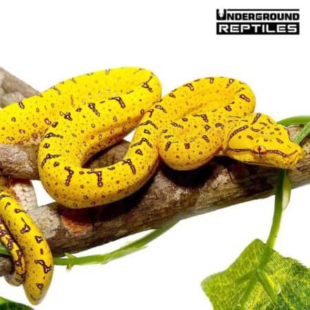 Baby Cyclops Green Tree Python For Sale - Underground Reptiles