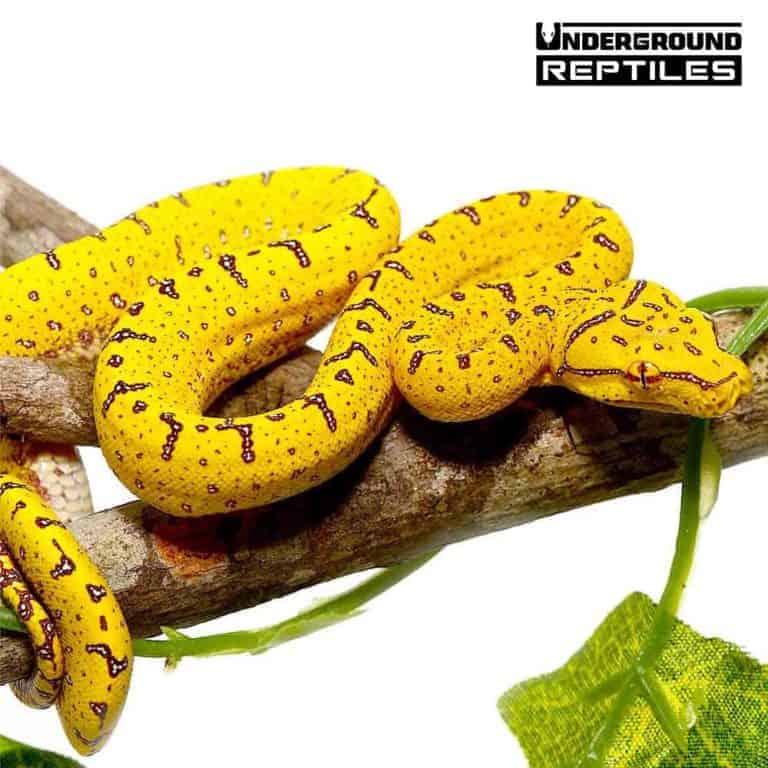 Baby Cyclops Mountain Green Tree Python - Underground Reptiles