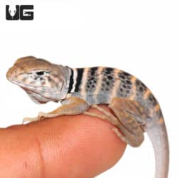 Baby Desert Collared Lizards (Crotaphytus bicinctores) For Sale - Underground Reptiles