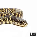 Baby Desert Kingsnakes (Lampropeltis getula splendida) For Sale - Underground Reptiles
