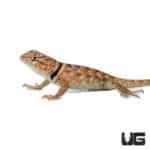 Baby Desert Spiny Lizards (Sceloporus magister) For Sale - Underground Reptiles